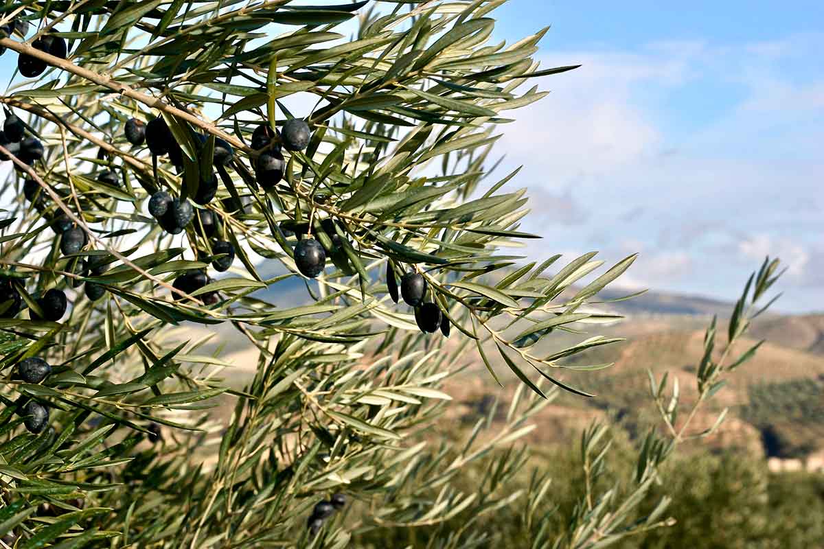 olivar sostenible