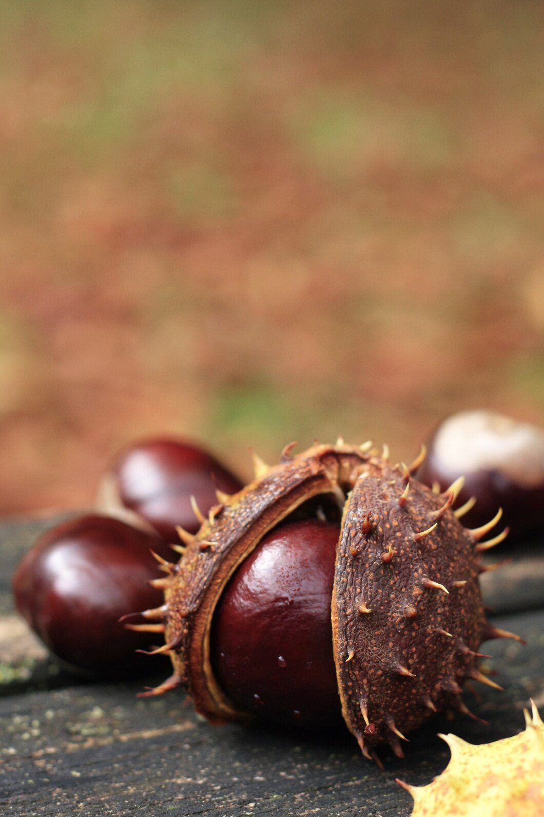 castañas de Andalucía