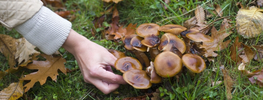 gastronomía andaluza en otoño - setas