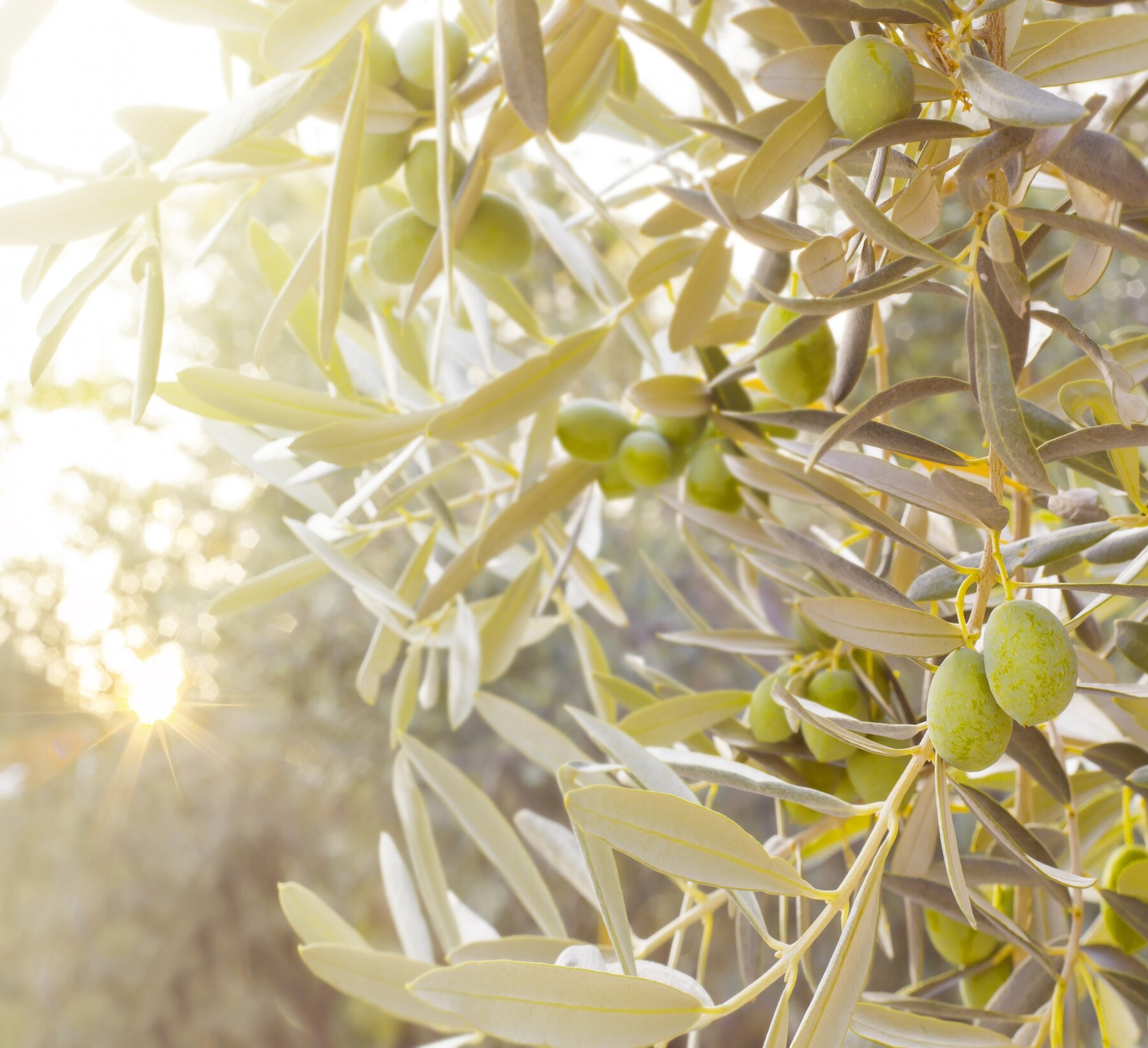 gastronomía andaluza en otoño